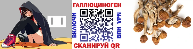 Псилоцибиновые грибы Cubensis  Купить где  Аркадак 